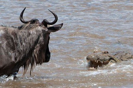 3 Days Masai Mara Wildebeest migration Budget safari 