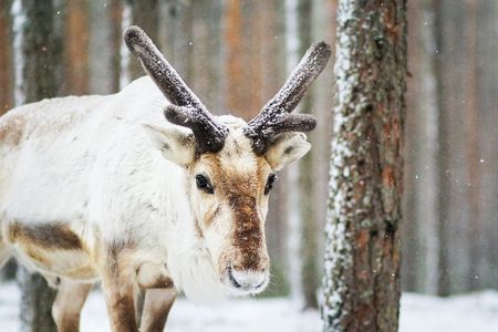 Snowshoe Trip for Searching Arctic Animals