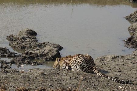 Mikumi National Park in a Day - A Day Tour from Morogoro