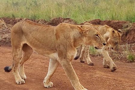 2-Day Maasai Mara National Reserve Safari from Nairobi