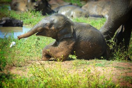 Udawalawe National Park | Full Day Safari Tour 