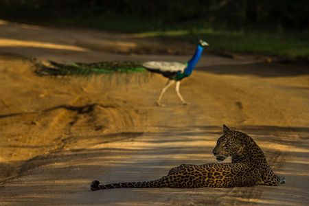 All Inclusive Private Safari at Yala and Bundala National Parks with Lunch