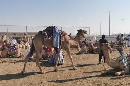 Half-Day Private Guided Camel Race Tour in Qatar