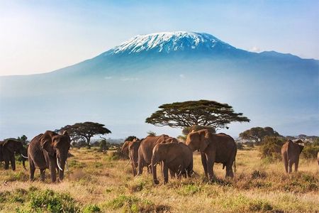 2 Days, 1 Night - Amboseli National Park Safari from Mombasa