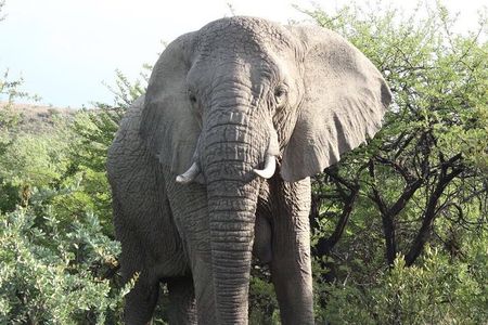 Lion Park Safari Tour in Johannesburg