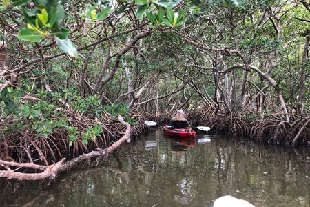 Sarasota Guided Mangrove Tunnel Kayak Tour
