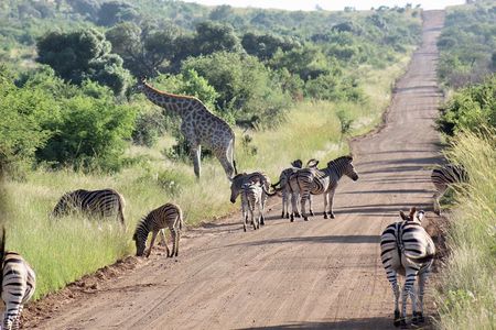 Pilanesberg Safari experience 