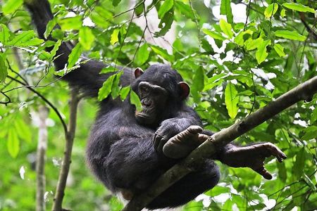 Experience Chimpanzee Trekking in Budongo Forest