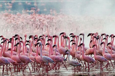 Full-Day Lake Nakuru National Park from Nairobi