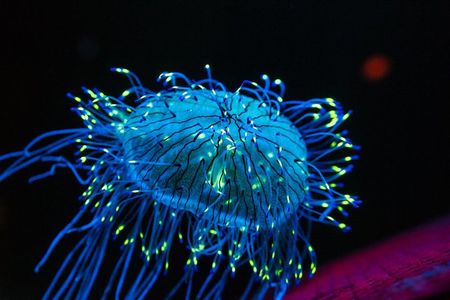 Private Stingray City Snorkeling and BioBay Charter for 10 Guests