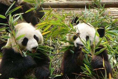 Private Day Tour: Chengdu Panda Base and Leshan Grand Buddha