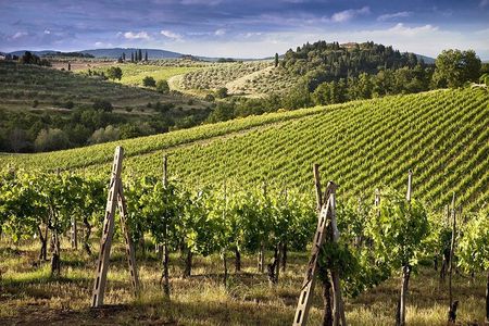 Chianti Wineries Tour with Tuscan Lunch and San Gimignano