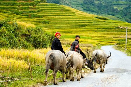 Sapa Villages trekking and homestay 2 Days/ 1 night package tour: best selling