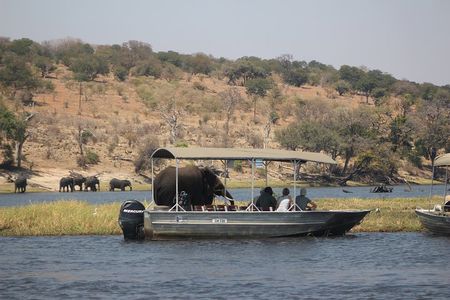 Chobe day safari from Victoria Falls