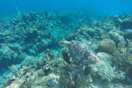 Roatan by Land and Sea 