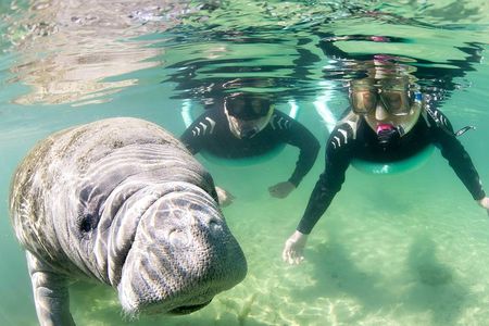 Manatee Snorkel Small Group Tour