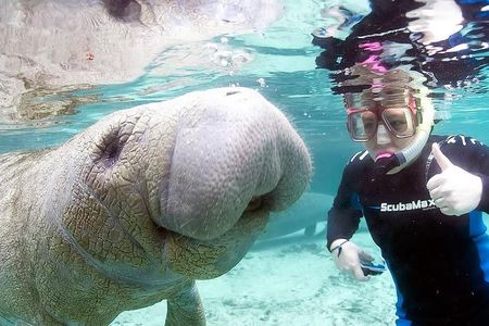 Swim with Manatees in Florida