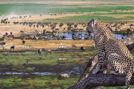 6 days Private Safari Tour Tanzania