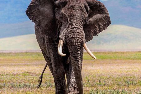 3 Days Budget Camping Safari Tour Tanzania