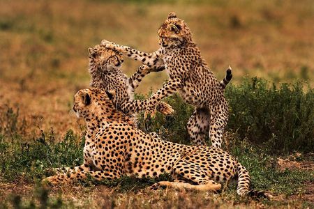 3 days Serengeti and Ngorongoro Tanzania Private Tour 
