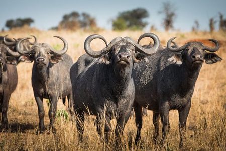4 days Private Safari Tour Tanzania
