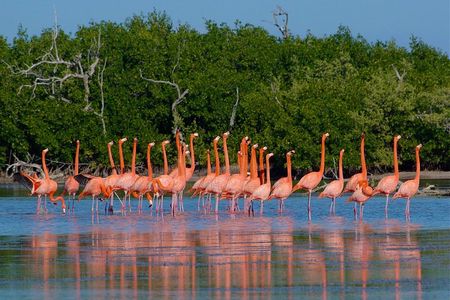 Celestun Nature Reserve Flamingo Tour-Boat to Flamingo Paradise from Merida