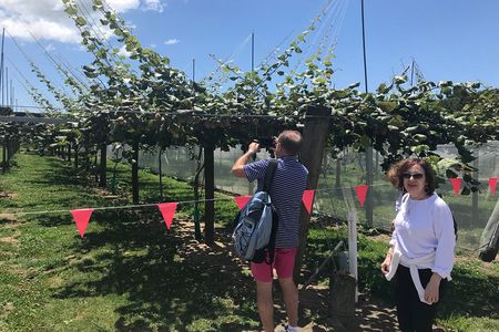 4hr Tauranga Scenic History and Tasting Tour FREE Kiwifruit Tasting