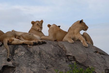 4 days Serengeti and Ngorongoro Crater Tanzania Tour
