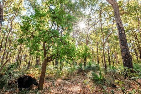 Darling Ranges | Kitty's Gorge Guided Hike