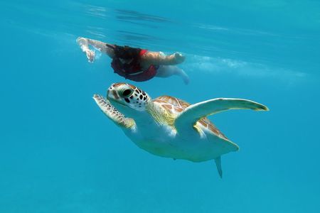 Kayak and Sea Turtle Snorkel with Beach Break