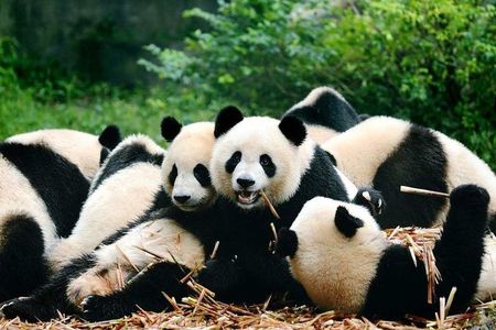 Flexible Private Chengdu Layover Tour