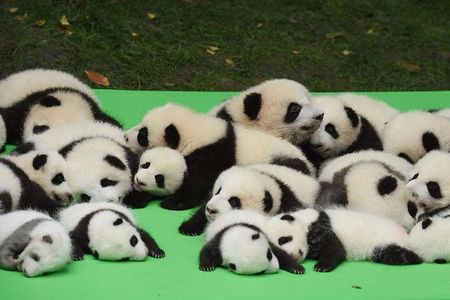 Private Chengdu Highlights Day Trip: Panda Base and City from Xi'an by Train