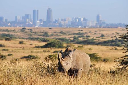 Half day Nairobi National Park Tour & Sheldrick Elephant Nursery