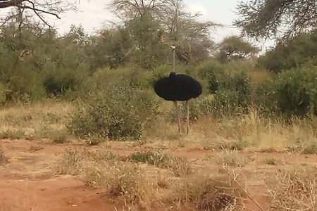 6 Days Safari to Samburu N/R, Aberdare N/P, Nakuru N/P and Maasai Mara N/R. 