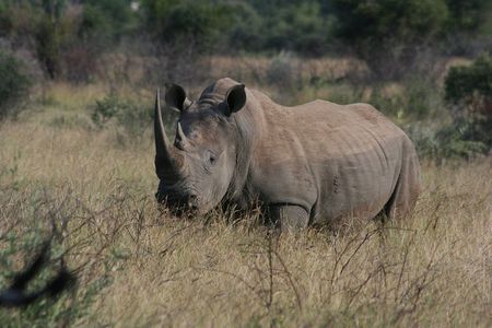 Rietvlei Nature Reserve Half-Day Tour from Johannesburg