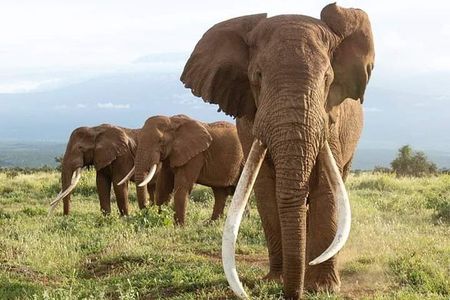 2 Days 1 Night tour to the Amboseli National Park.