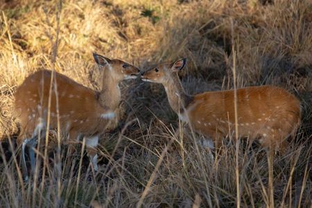 2 Day Selous wildlife view + Boat + Bushman walking safaris