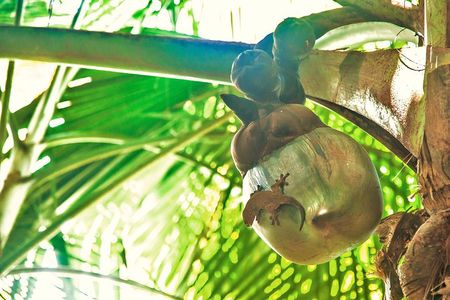 Vallee de Mai Tour (From Praslin)