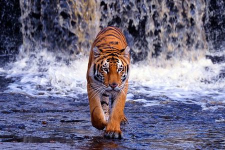 5 Day Golden Triangle with Ranthambore (Taj Mahal Sunset/Sunrise)