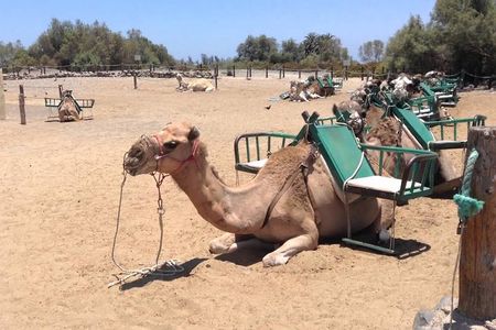e-Scooter City Tour + Camel Ride inside Maspalomas Dunes 