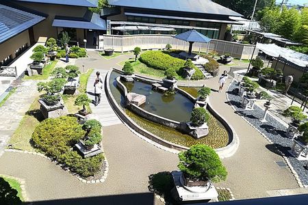 Bonsai Museum & Bonsai Experience