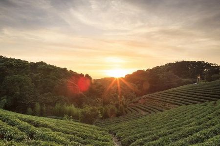 Kiambethu Tea Farm Full-Day Tour from Nairobi with Lunch