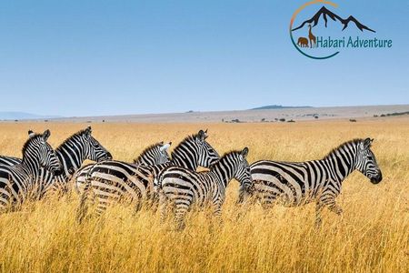 7 Days Safari. Serengeti, Tarangire, Lake Manyara & Ngorongoro Crater.