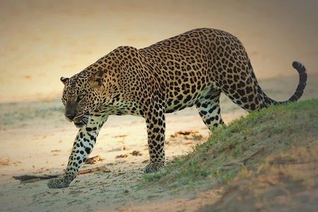 Special Half Day Yala Safari with Guide