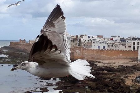 Essaouira one day Trip from Marrakech 