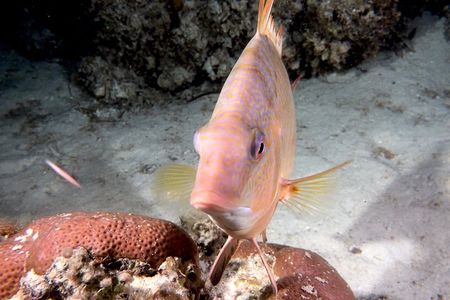 No Experience Required to Discover Scuba in Florida