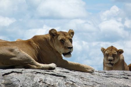 3 Days Lodge Safari