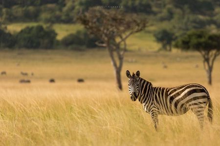 6 Days Safaris to Amboseli N/P, Lake Naivasha and Maasai Mara N/R.