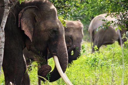 Half-Day Kumana National Park Private Safari with Pickup