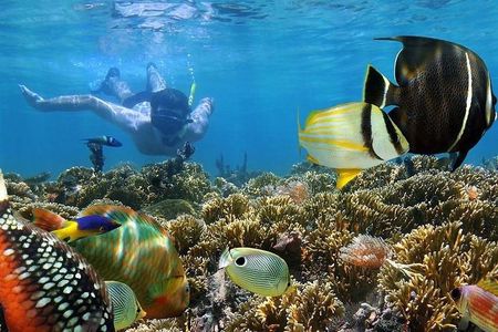 Dolphin watching and Snorkeling at Mnemba Atoll - Private Tour